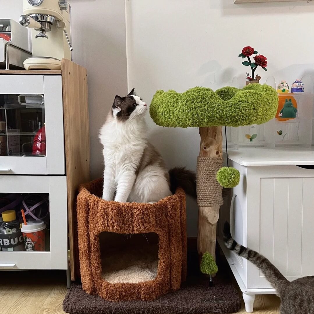 cropped-wooden-cat-tree.jpg